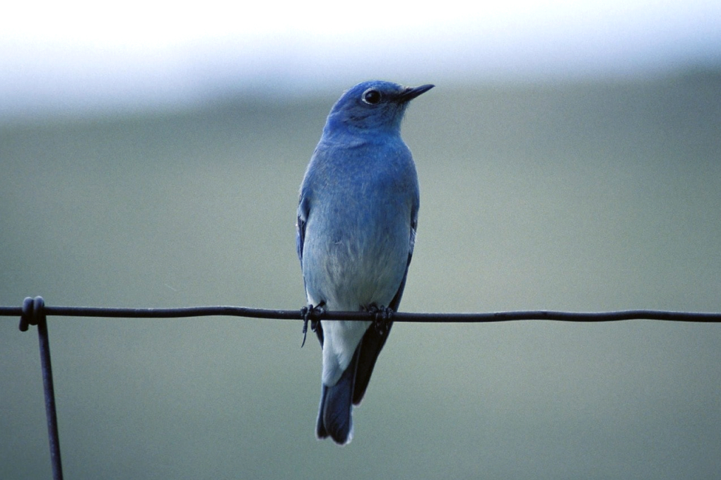 Nevada State Bird - Mountain Bluebird