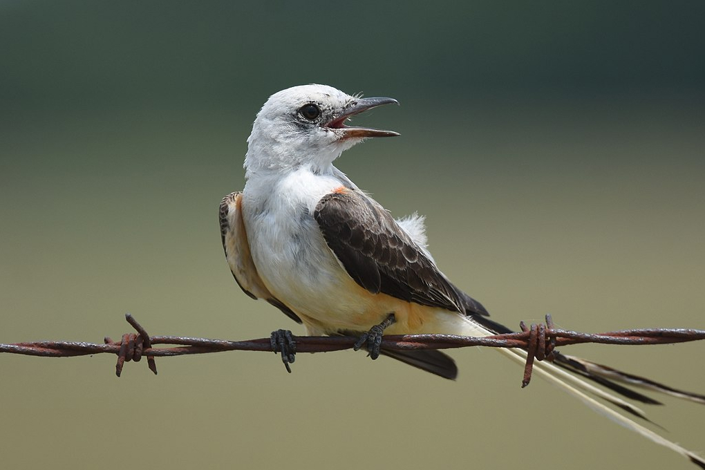 Oklahoma State Bird - Scissor-Tailed Flycatcher