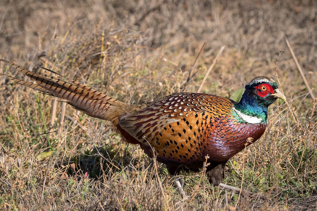 South Dakota State Bird - Ring-Necked Pheasant