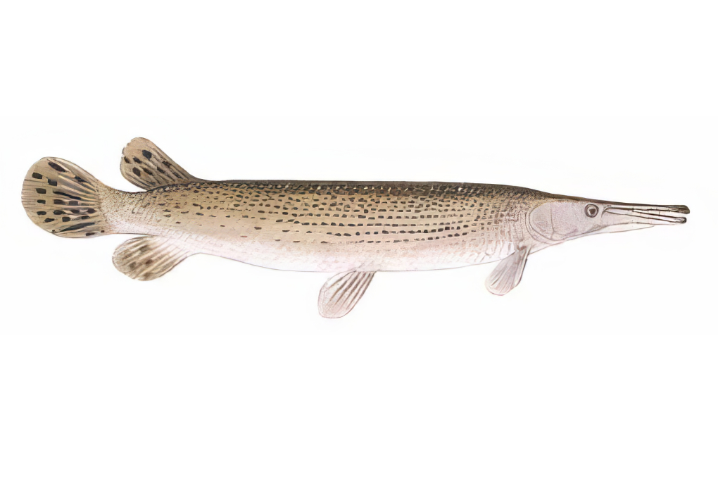 Arkansas State Fish - Alligator Gar