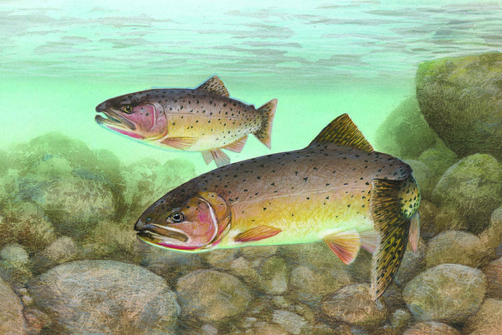 Colorado State Fish - Greenback Cutthroat Trout
