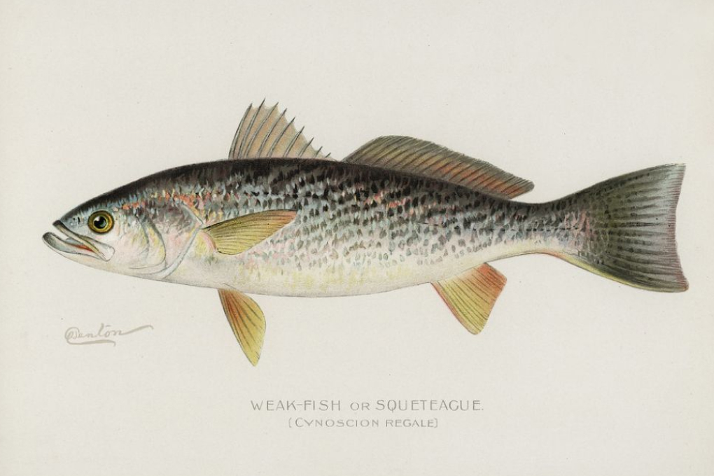 Delaware State Fish - Weakfish
