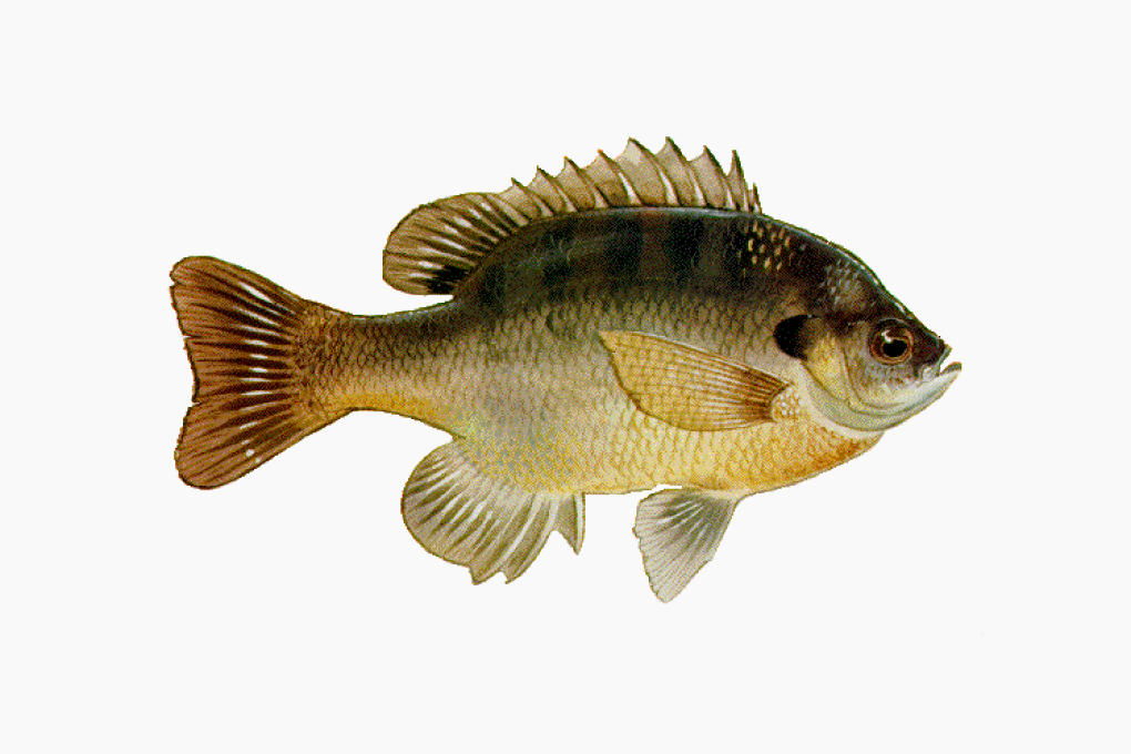 Illinois State Fish - Bluegill