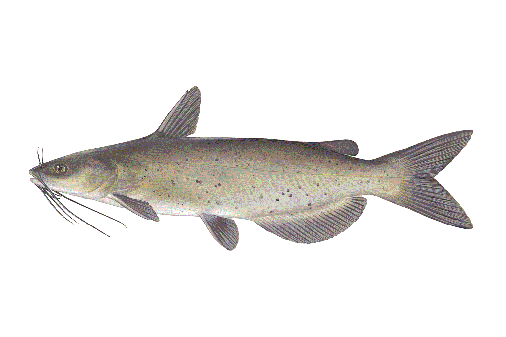 Kansas State Fish - Channel Catfish