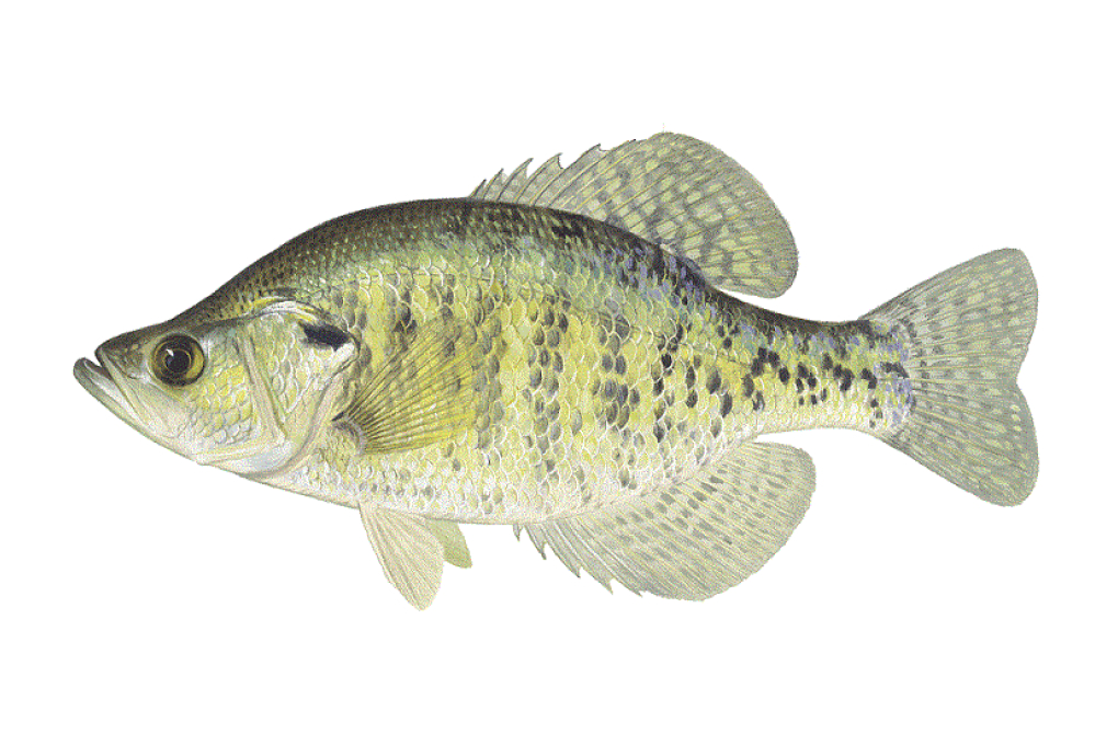 Louisiana State Fish - White Crappie