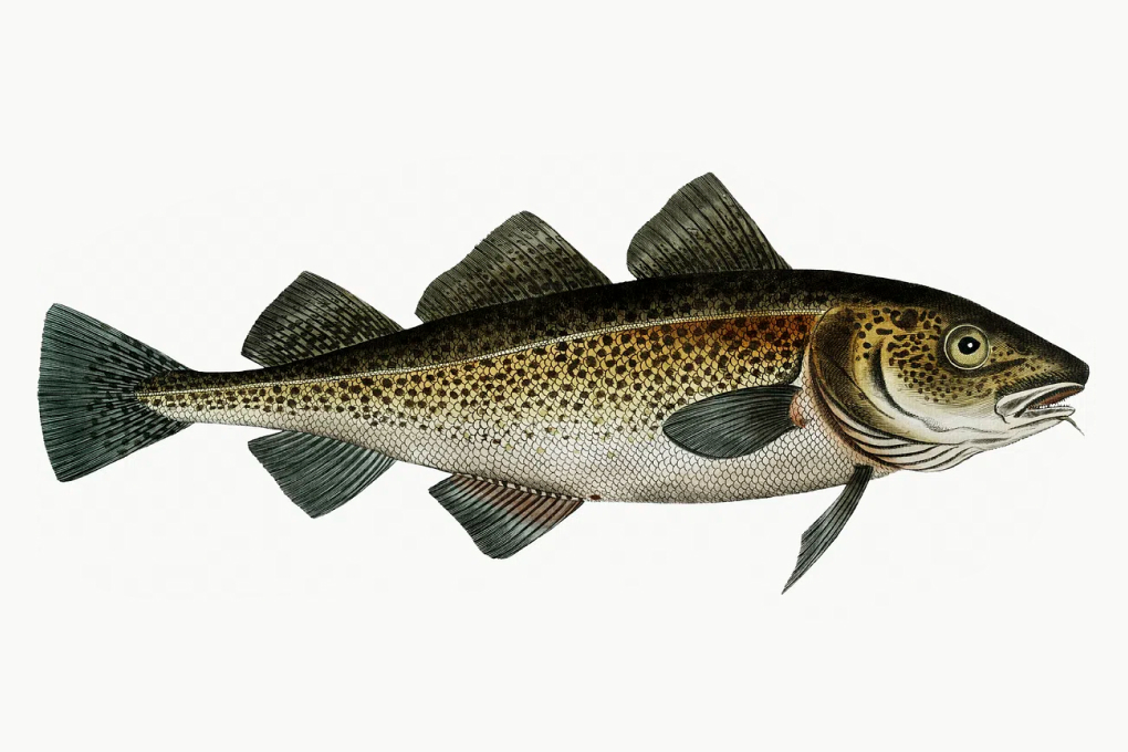 Massachusetts State Fish - Cod