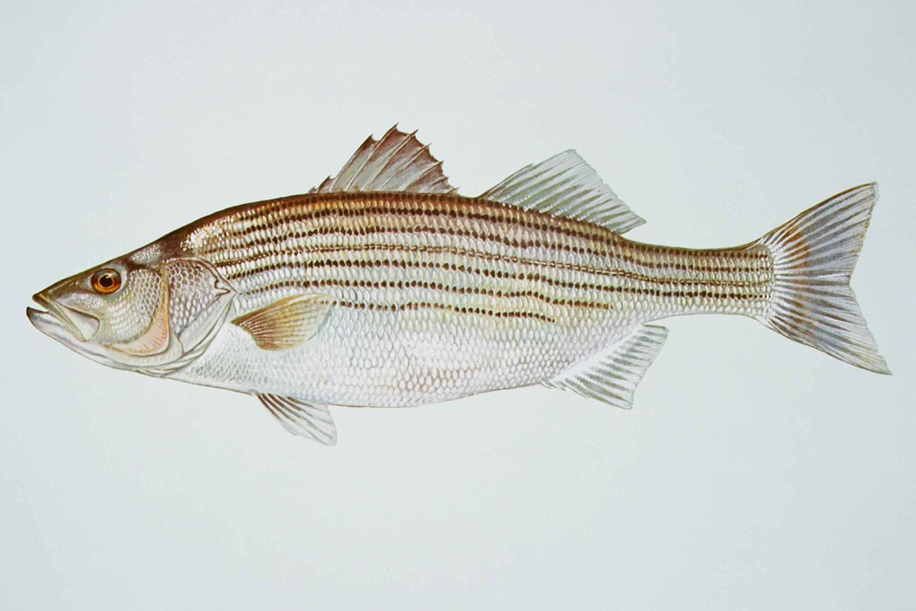 Maryland State Fish - Rockfish