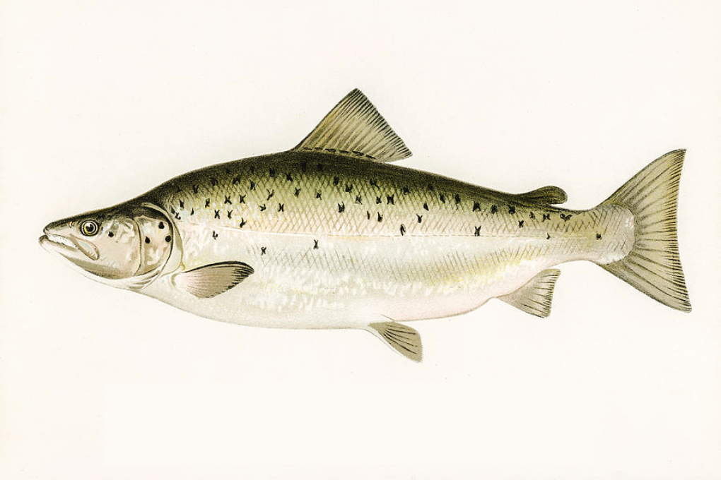 Maine State Fish - Landlocked Atlantic Salmon