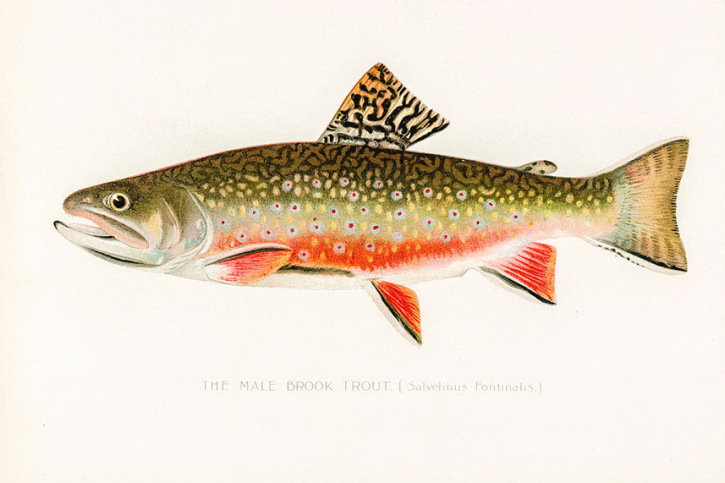 Michigan State Fish - Brook Trout
