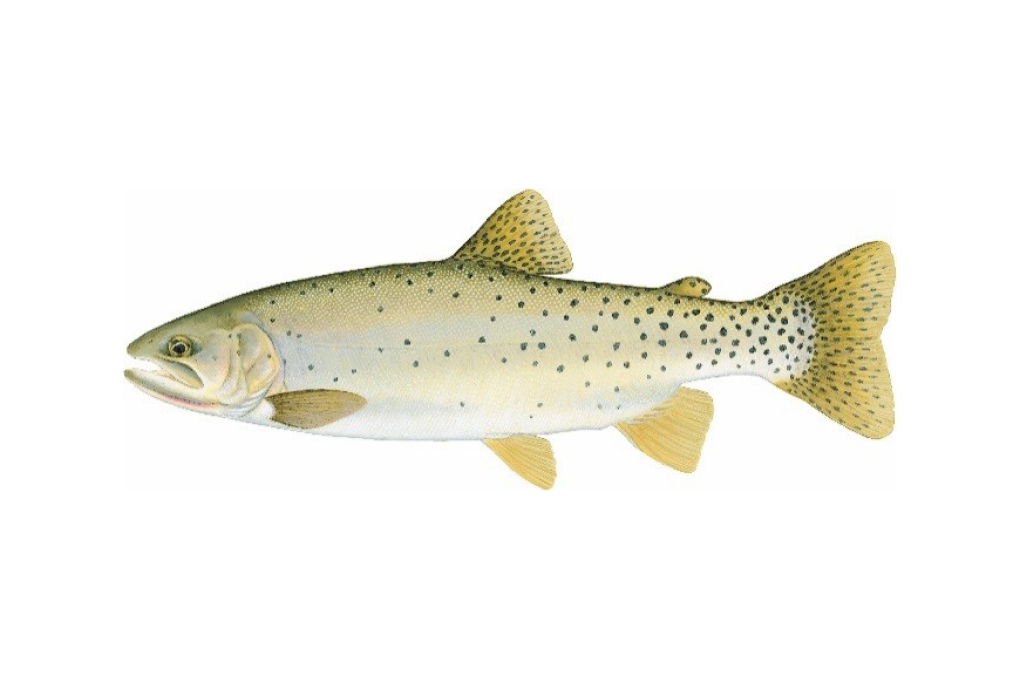 Montana State Fish - Blackspotted Cutthroat Trout