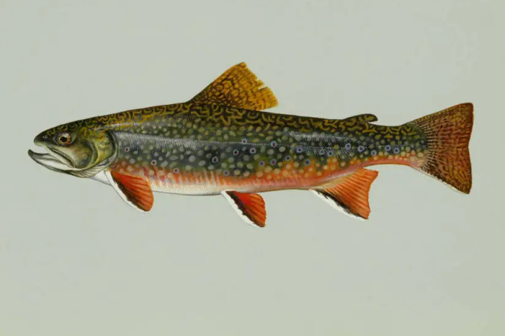 North Carolina State Fish - Southern Appalachian Brook Trout