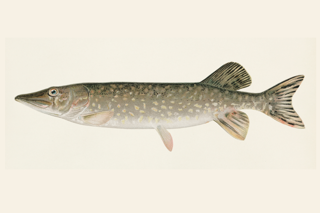 North Dakota State Fish - Northern Pike