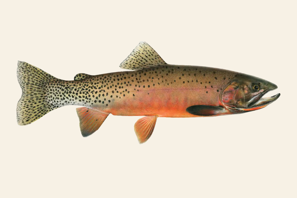Nevada State Fish - Lahontan Cutthroat Trout