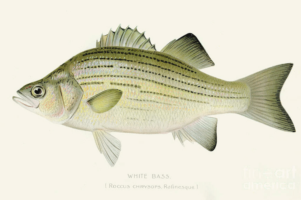 Oklahoma State Fish - White Bass