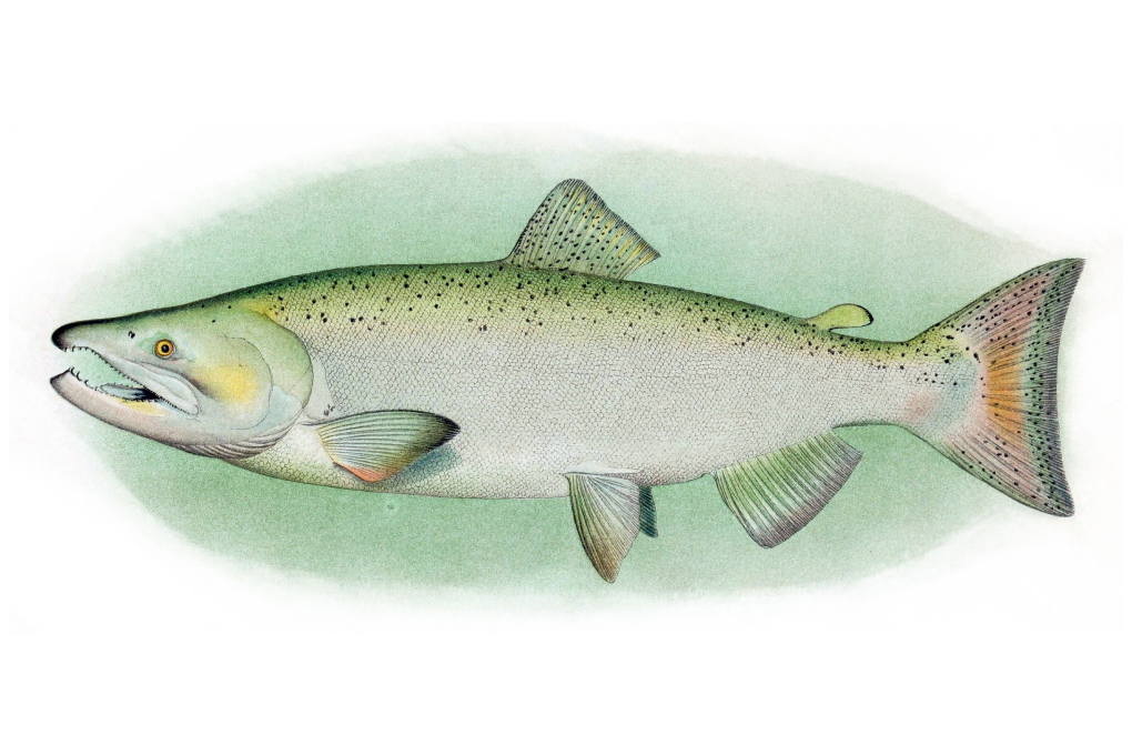 Oregon State Fish - Chinook Salmon