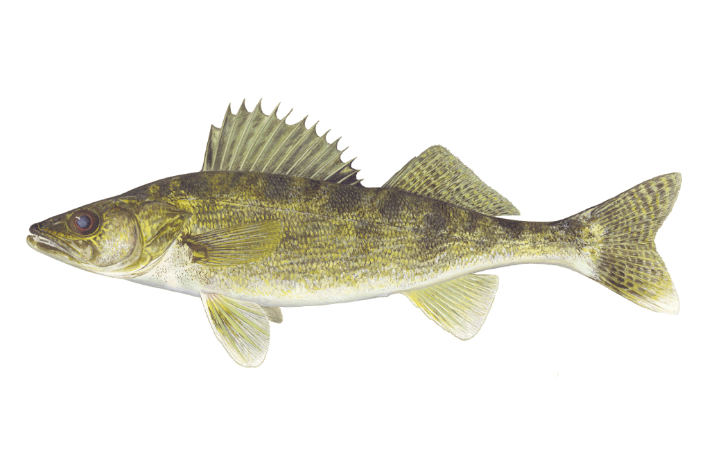 South Dakota State Fish - Walleye