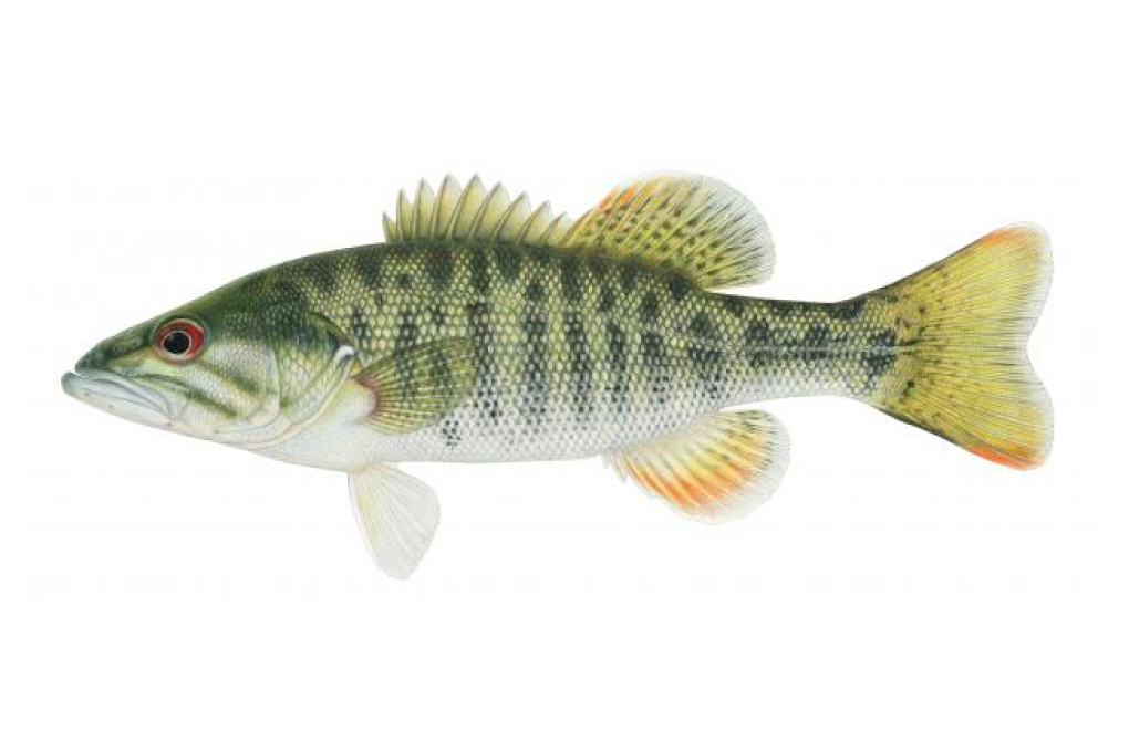 Texas State Fish - Guadalupe Bass