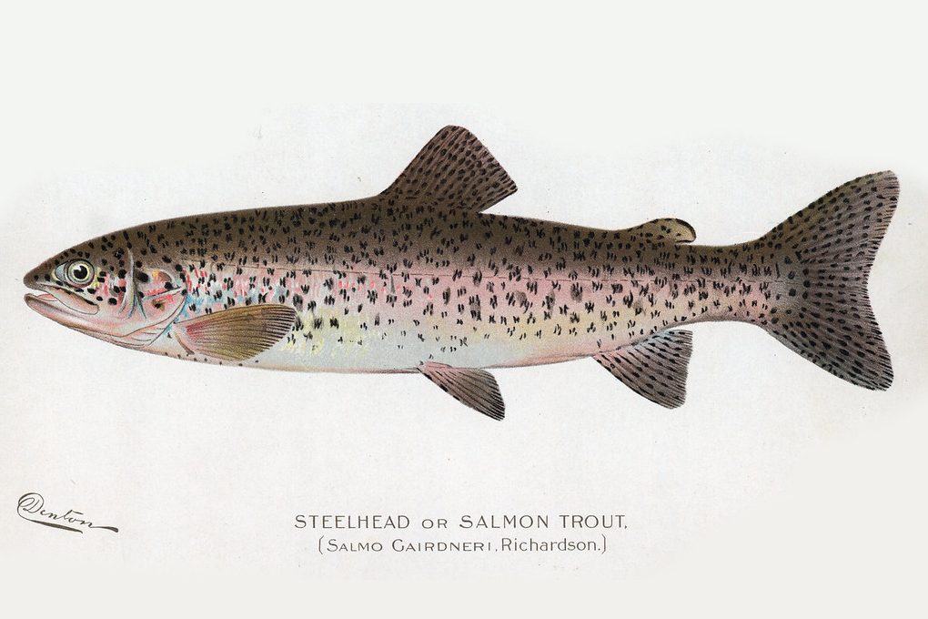 Washington State Fish - Steelhead Trout