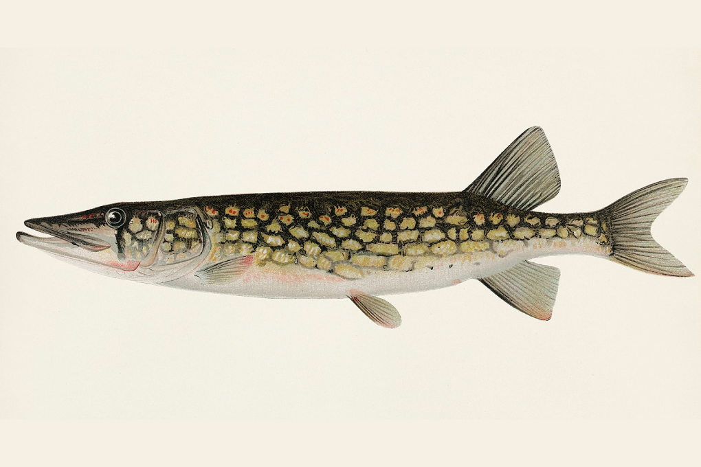 Wisconsin State Fish - Muskellunge