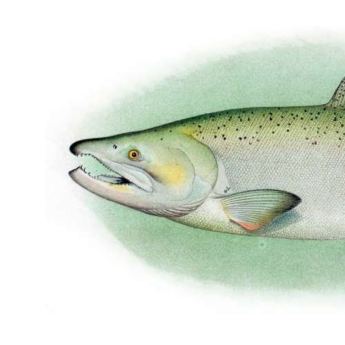 State Fish of Alaska