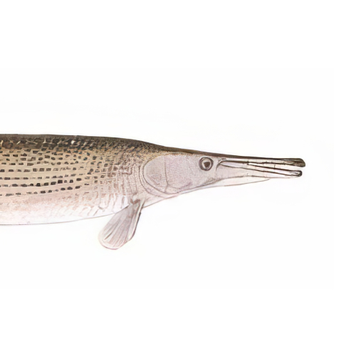 State Fish of Arkansas