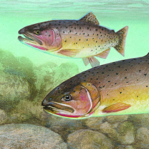 State Fish of Colorado
