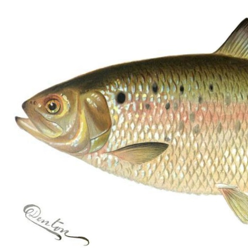 State Fish of Connecticut