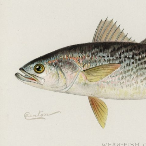 State Fish of Delaware
