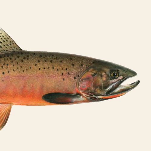 State Fish of Idaho