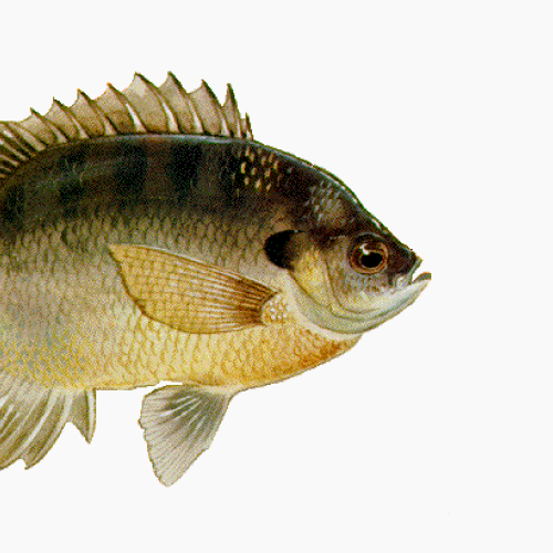 State Fish of Illinois