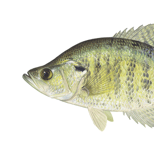 State Fish of Louisiana
