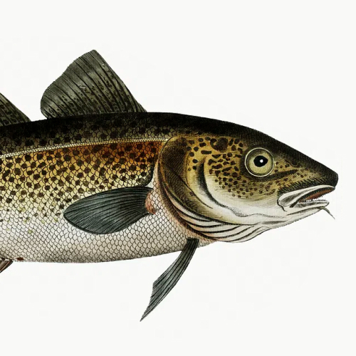State Fish of Massachusetts