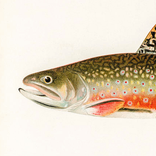 State Fish of Michigan