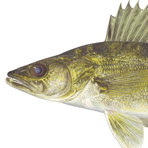 State Fish of Minnesota