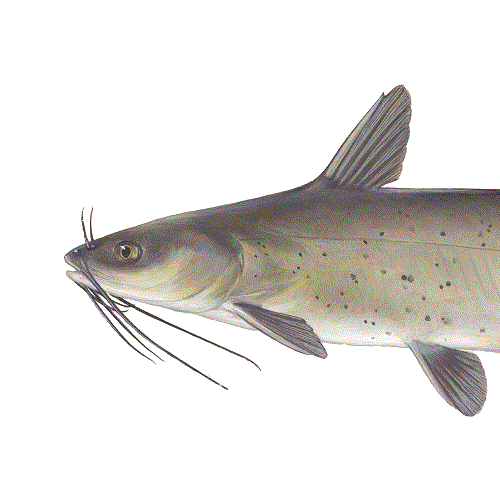 State Fish of Missouri