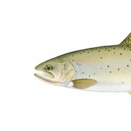 State Fish of Montana