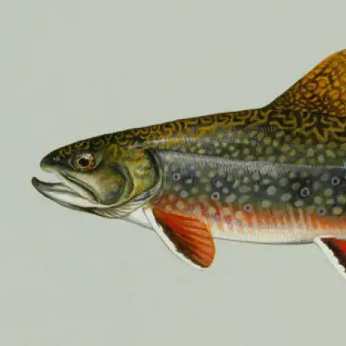 State Fish of North Carolina