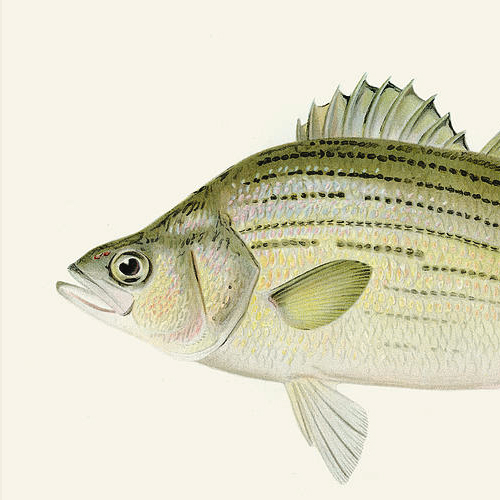State Fish of Oklahoma