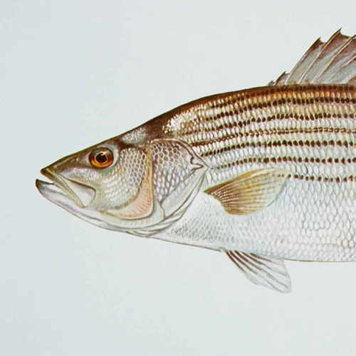 State Fish of Rhode Island