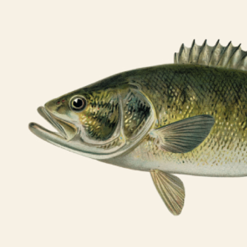 State Fish of Tennessee