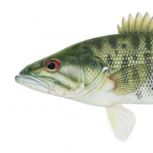 State Fish of Texas