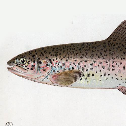 State Fish of Washington