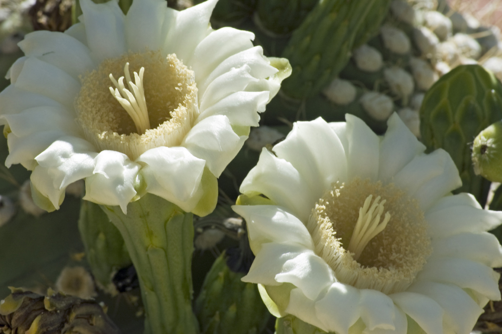 Arizona State Flower - Saguaro Cactus Blossom (Carnegiea gigantea)