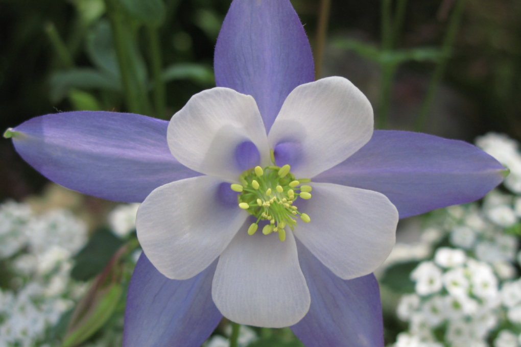 Colorado State Flower - Rocky Mountain Columbine (Aquilegia coerulea)