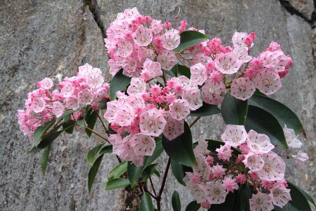 Connecticut State Flower - Mountain Laurel (Kalmia latifolia)