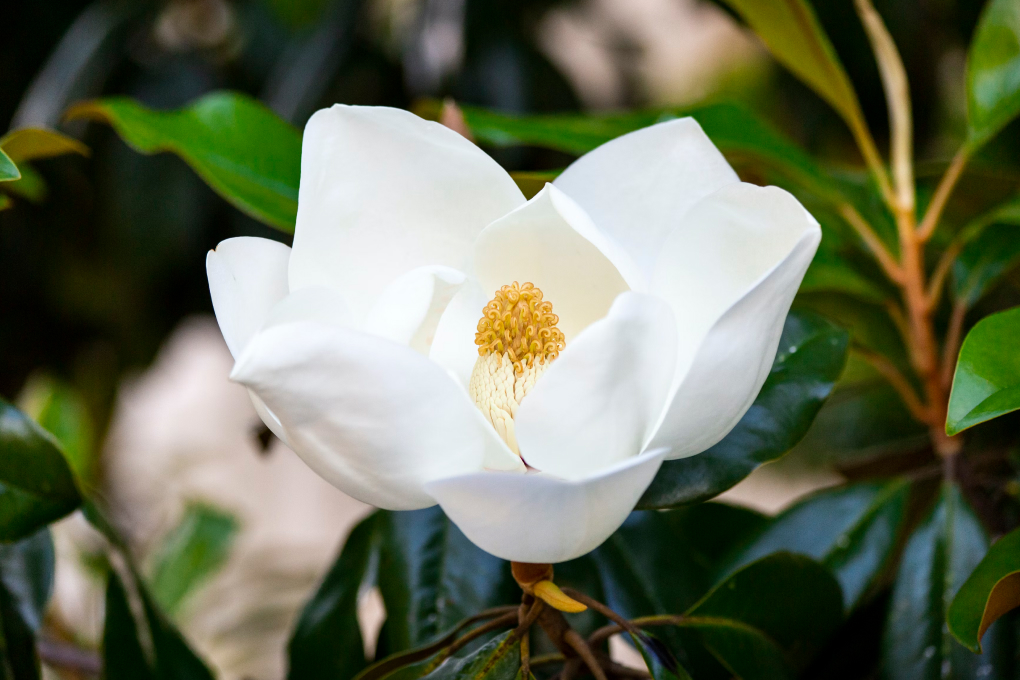 Louisiana State Flower - Magnolia (Magnolia grandiflora)