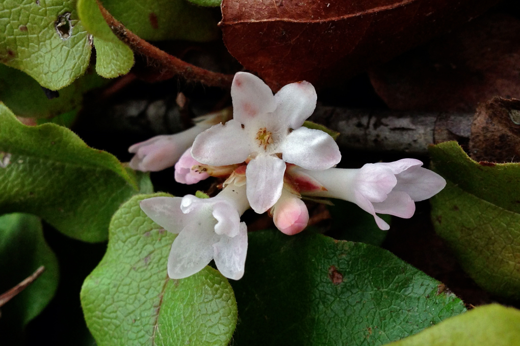 Massachusetts State Flower - Mayflower (Epigaea repens)