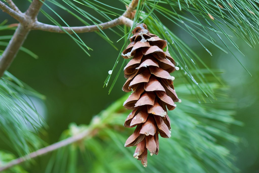Maine State Flower - White Pine Cone and Tassel (Pinus strobus)