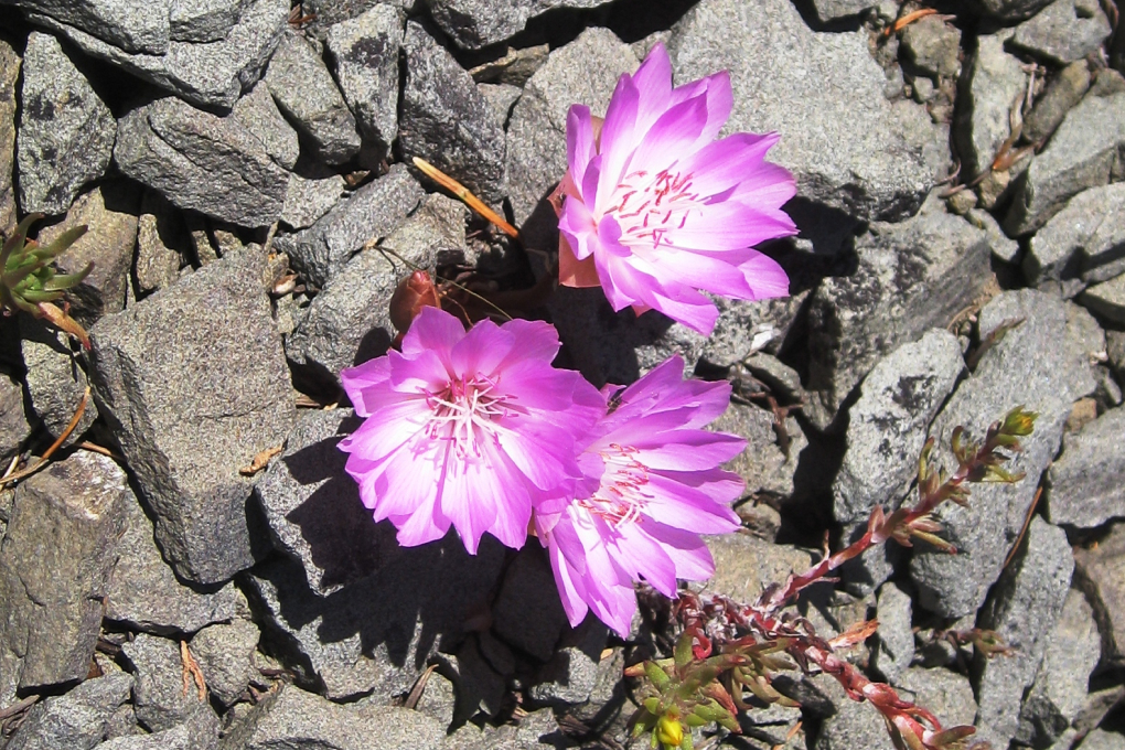 Montana State Flower - Bitterroot (Lewisia rediviva)