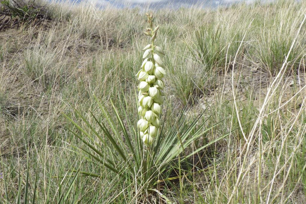 New Mexico State Flower - Yucca Flower (Yucca glauca)